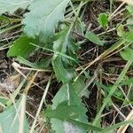 Leucanthemum adustum Blad