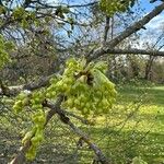 Acer neapolitanumFleur