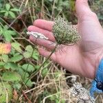 Daucus carotaFlower