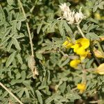 Hippocrepis valentina Leht