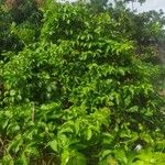 Passiflora edulis 形態