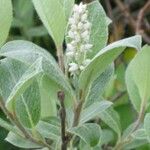 Salix glauca Leht