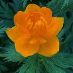 Trollius asiaticus Květ