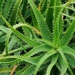Aloe arborescens Foglia