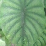 Alocasia clypeolata Hoja