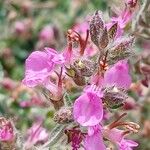 Teucrium × lucidrys BoomFlor