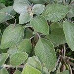 Coleus argentatus Leaf