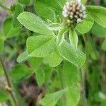 Trifolium striatum Liść