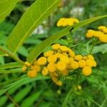 Tanacetum vulgare花