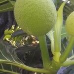 Artocarpus altilis Frugt