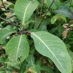 Salix magnifica Frunză