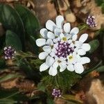 Iberis pectinata फूल