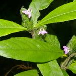 Justicia refractifolia Квітка