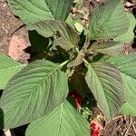 Amaranthus tricolorЛисток