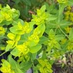 Euphorbia platyphyllos Blad