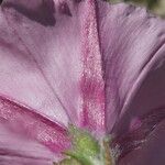 Convolvulus cantabrica Λουλούδι