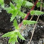 Saxifraga aspera Leaf