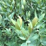 Euclea crispa برگ