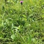 Cirsium canum ശീലം