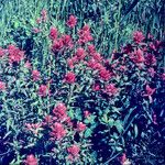 Castilleja miniata Flower