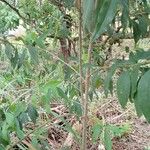Vernonanthura tweedieana Φλοιός