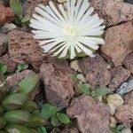 Lithops karasmontana Flower