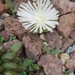 Lithops karasmontana പുഷ്പം