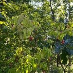 Euonymus verrucosus Habit