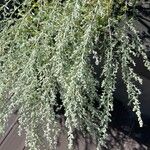 Artemisia absinthiumبرگ