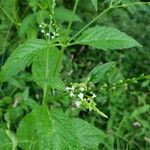 Verbena urticifolia Цвят