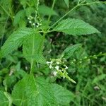 Verbena urticifolia 花