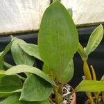 Bifrenaria tyrianthina Leaf
