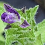 Salvia viridis Flower