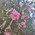 Luculia gratissima Flower