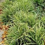 Carex morrowii आदत