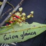 Guioa glauca Flor