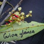 Guioa glauca Floare