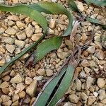 Welwitschia mirabilis Fuelha