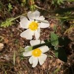 Cistus salviifoliusFlower