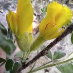 Chamaecytisus hirsutus Цвят