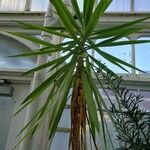 Dracaena draco Агульны выгляд