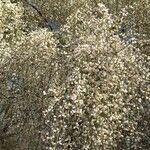 Retama raetam Fleur