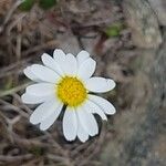 Leucanthemopsis alpinaKvět