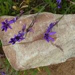 Moraea sisyrinchium Floare