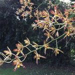 Ansellia africana फूल