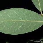 Quercus engelmannii Leaf