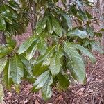 Quercus imbricaria পাতা