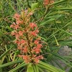 Hedychium coccineum Hábito