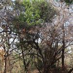 Boscia mossambicensis Hábito