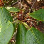 Rhododendron erosum Levél